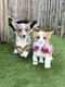 Chiots Welsh corgi cardigan (parents prsents)