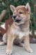 Superbes Shibas Inu