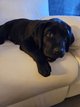 Chiots Labradors
