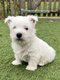 Chiots West Highland White Terrir (westie)