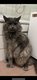 Maine coon adulte male