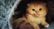 Chatons British golden/silver/fawn.