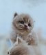 Chatons British Longhair disponibles de suite