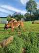 Chiot malinois pedigree FCI (saint Hubert)