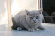 A rserver chatons british shorthair