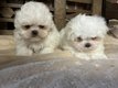Bichon Maltais
