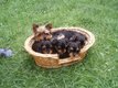 Adorables bbs yorkshire
