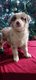 Chiots Berger Australien