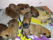 Chiots Malinois disponible immdiatement