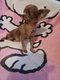 Superbes Chihuahuas poils longs