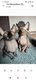 Trois bb sphynx a l'adoption