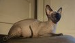 Elf cat, sphynx, chats nus