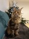 Magnifique femelle Maine Coon