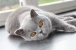 Saillie British Shorthair bleu 🅱️