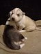 Superbes chiots husky pure race