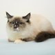 Sacr de Birmanie - Trs beaux chatons