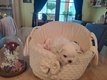 Bichon maltais tout petit gabari