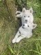Chiots Husky argente