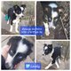 Tricolore / yeux bleus chiots border collie