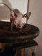 Manifique  chaton sphynx disp