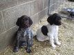 Chiots munsterlander