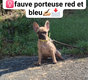 Femelle fauve bouledogue franais