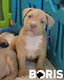 American bully standard - pedigree ABKC