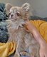 RARE  chihuahua Bringer lavande
