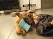 Chiot Malinois femelle pure race (disponible de...