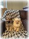 Chiots Spitz