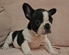 Dernier male Bouledogue franais avec pedigree