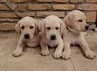 Chiots Labradors sables