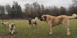 Chiots de Berger d'anatolie, Kangal.
