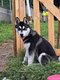 Chiot Husky
