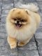 Male spitz pour saillie