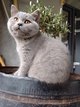 Chaton British Shorthair bleu