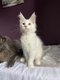 Chaton maine coon  rserver
