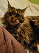 Magnifique bbs maine coon disponible desuite.