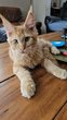 Chaton maine coon