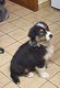 Chiot Noir Tricolores Miniature