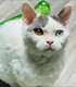 Chaton selkirk rex: Unna du Mont Royal
