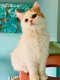 Selkirk rex htrozygotes, homozygotes, lh ou sh