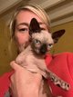 Sphynx adorables