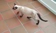 Chaton mle.