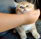 Chatons British Golden,silver,fawn,chocolat.