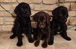 Chiots Labradors Chocolat,Sable,Noir