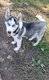 Husky
