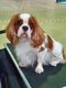 Magnifique mle cavalier King Charles blenheim