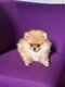 Petits chiots loulou de pomranie