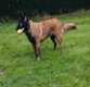 Super malinois de 9 mois pour saillie
